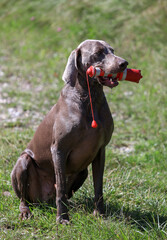 Sitting Weimaraner dog with a retrieving dummy in his mouth who just came out of the water, bright sunshine and gras
