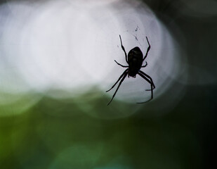 Silhouetted spider on the web