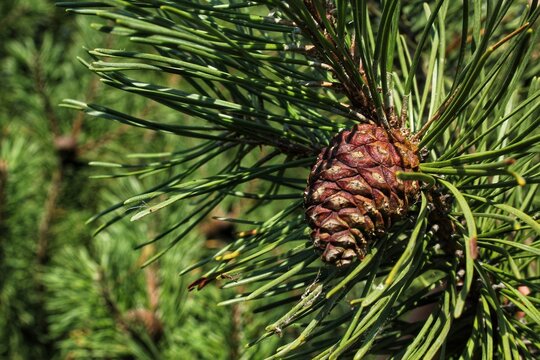 Cone of mountain pine tree Pinus Mugo with buds, long branch and coniferous. Mughus pumilio cultivar dwarf in rock park. Composition for holiday christmas card. Nature botanical concept. Close-up