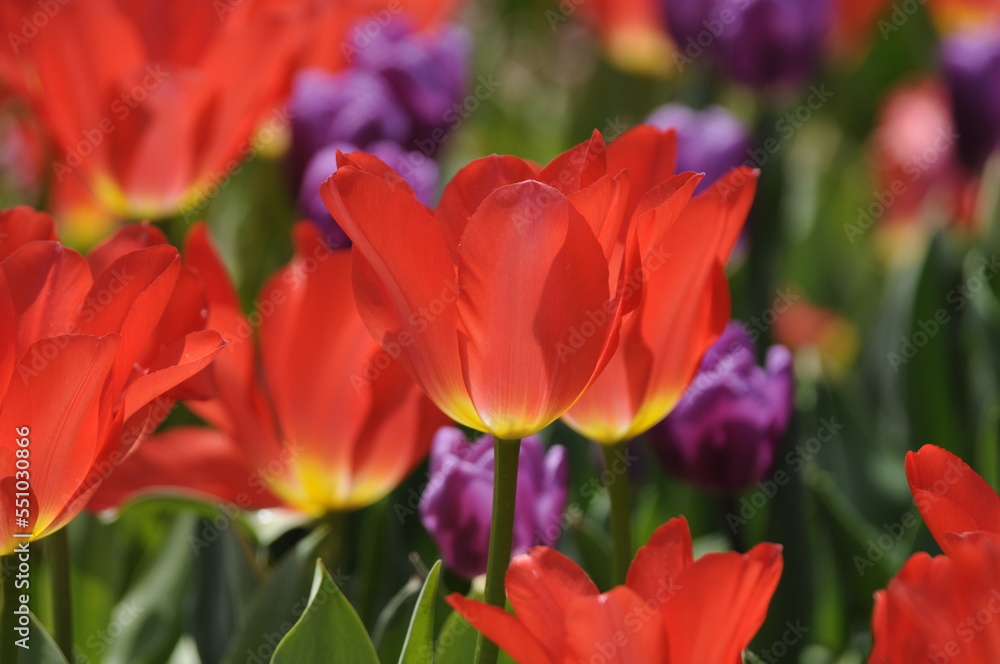 Wall mural tulpen