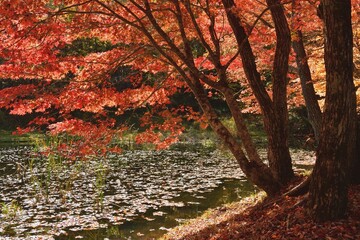 池畔に色ついた大椛
