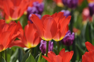 Tulpen