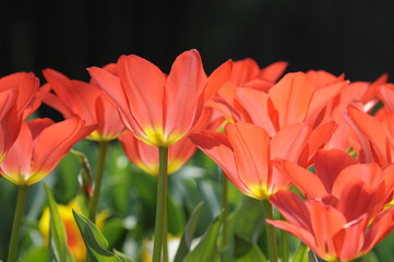 Rote Tulpen
