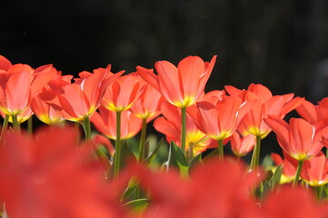 Rote Tulpen
