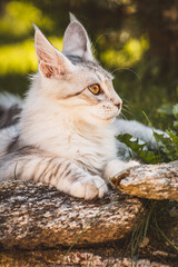 Junger Maine Coon Kater