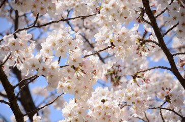 Japanese cherry blossoms in full bloom in spring