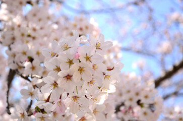 Japanese cherry blossoms in full bloom in spring