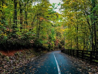Empty road surrounded by trees during autumn