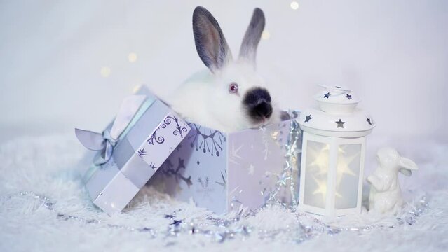 A cute little white rabbit is sitting in a silver gift box on a white background with a lantern. The year of the rabbit. The symbol of 2023.