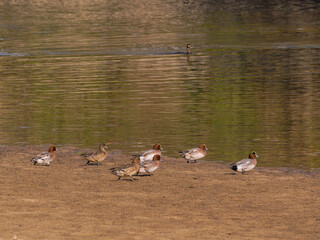 ヒドリガモの群れ（交雑種あり）