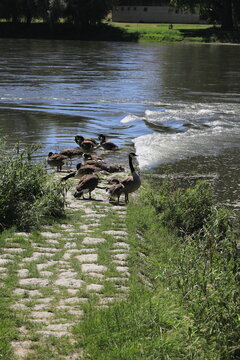 Kanadische Wildg&auml;nse im Altm&uuml;hltal