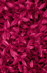 Foliage background in Viva Magenta. Red leaf top view. Color of the year 2023