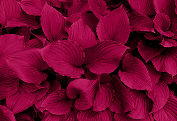 Foliage background in Viva Magenta. Red leaf top view. Color of the year 2023 - obrazy, fototapety, plakaty