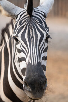 Artistic closeup portrait of a zebra - emphasized graphical pattern.