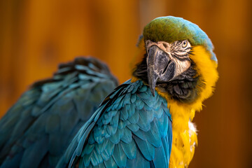 Many of blue-and-yellow (Ara ararauna) or blue-and-gold macaws, beautiful long tail blue parrots with yellow feathers perching together on big log with funny faces and open eyes