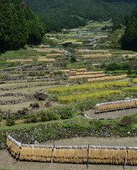 稲架掛けされた稲と千枚田の風景