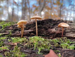 mushrooms in the woods