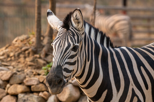 plains zebra, equus quagga, equus burchellii, common zebra, close up portrait
