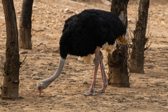 Male common ostrich walks across rocky pan