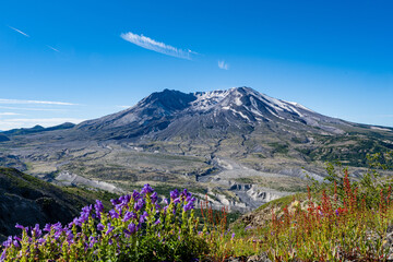 Purple and red wildflowers in front of Mount Saint Helens