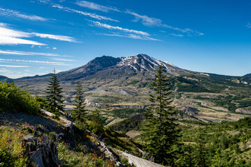 landscape of Mount Saint Helens with devastated stump and recovering trees