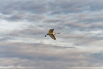 Silberreiher, Ardea alba, Syn.: Casmerodius albus, Egretta alba .