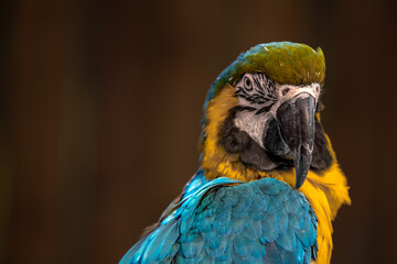 Close up Blue and gold macaw parrot head. Exotic colorful African macaw parrot, beautiful close up on bird face over natural green blurred soft background.