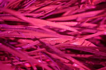 Blurred magenta grass with a drop from the rain, gentle focus. Blurred background with natural bokeh. Abstract beautiful backdrop for text or advertising.