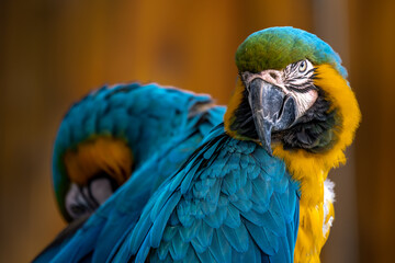 Closeup of colorful macaw bird face. Macro parrot bird head.Blue and gold Macaw parrot. Exotic colorful beautiful African macaw parrot.Bird watching in safari, South Africa wildlife.