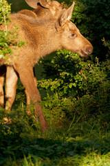 Elchbaby, Elch, Alces alces