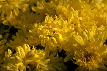 Yellow garden Chrysanthemums. Lovely autumn garden inflorescence up close with bright sunlight illumination. Scented floral pattern outdoors, selective focus