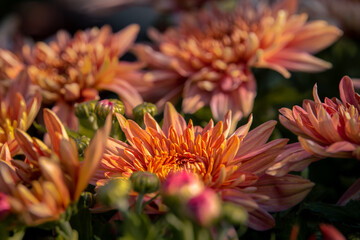 Red orange Korean chrysanthemum. Hardy chrysanthemums close up. Chrysanthemum koreanum. Background with blossoming a chrysanthemum. Chrysanthemum flowers horizontally. Copy space, selective focus