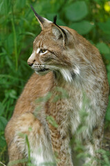 Fototapeta premium Eurasischer Luchs, Nordluchs, Lynx lynx, Luchs