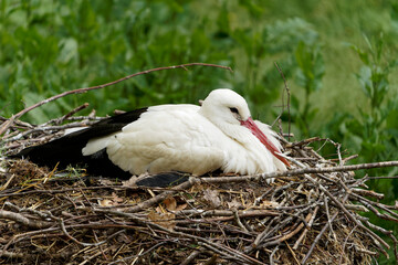 Weissstorch, Storch, Ciconia ciconia,