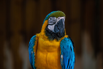 Herlequin parrots bird macaw vivid rainbow colorful animal.(Scientific Name : Psittacus torquata)