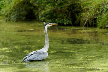 Graureiher, Ardea cinerea, Fischreiher, Reiher