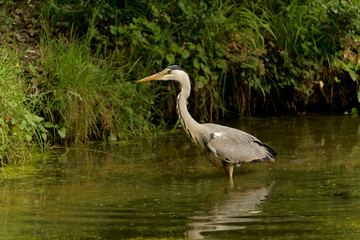 Graureiher, Ardea cinerea, Fischreiher, Reiher