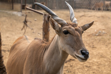 Portrait of an Impala antelope, Aepyceros melampus, copy space for text