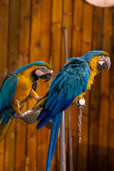 Blue and gold macaw parrot birds free flying in garden