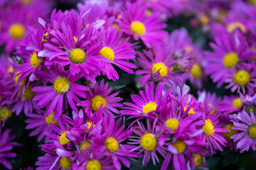 Chrysanthemums blossom in the autumn garden. Background with gentle lilac chrysanthemums. Hardy chrysanthemums. Chrysanthemum koreanum. Chrysanthemum flowers horizontall, selective focus