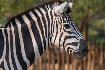 zebra profile portrait at the zoo