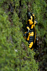 Feuersalamander, Salamandra salamandra.