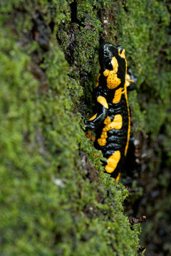 Feuersalamander, Salamandra salamandra.
