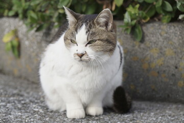 野良猫