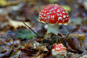 Roter Fliegenpilz, Amanita muscaria,