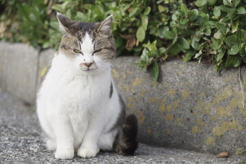 野良猫