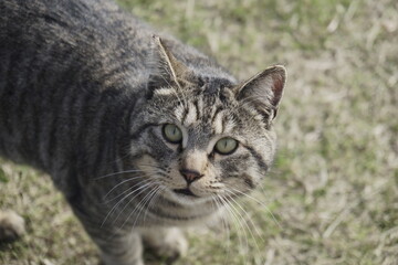 人懐っこい野良猫