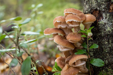 A group of mushrooms growing on a tree. Armillaria mellea, commonly known as honey mushroom, is a...
