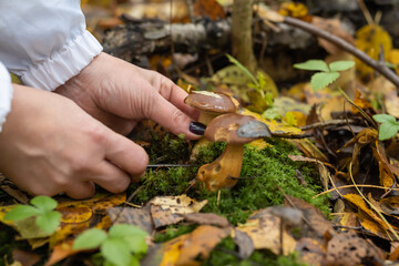 Women's hands cut off a white mushroom with a knife. Search for mushrooms in the forest. Mushroom picker. The background image.