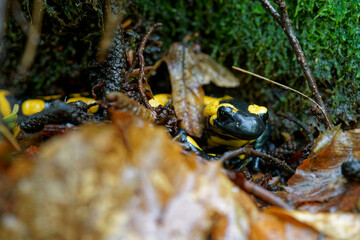 Feuersalamander, Salamandra salamandra.
